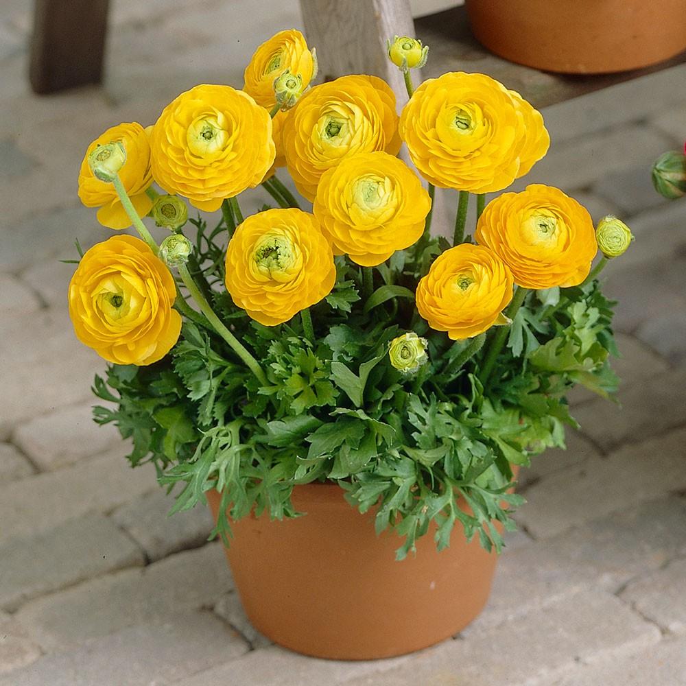 Củ hoa hồng mao lương màu vàng