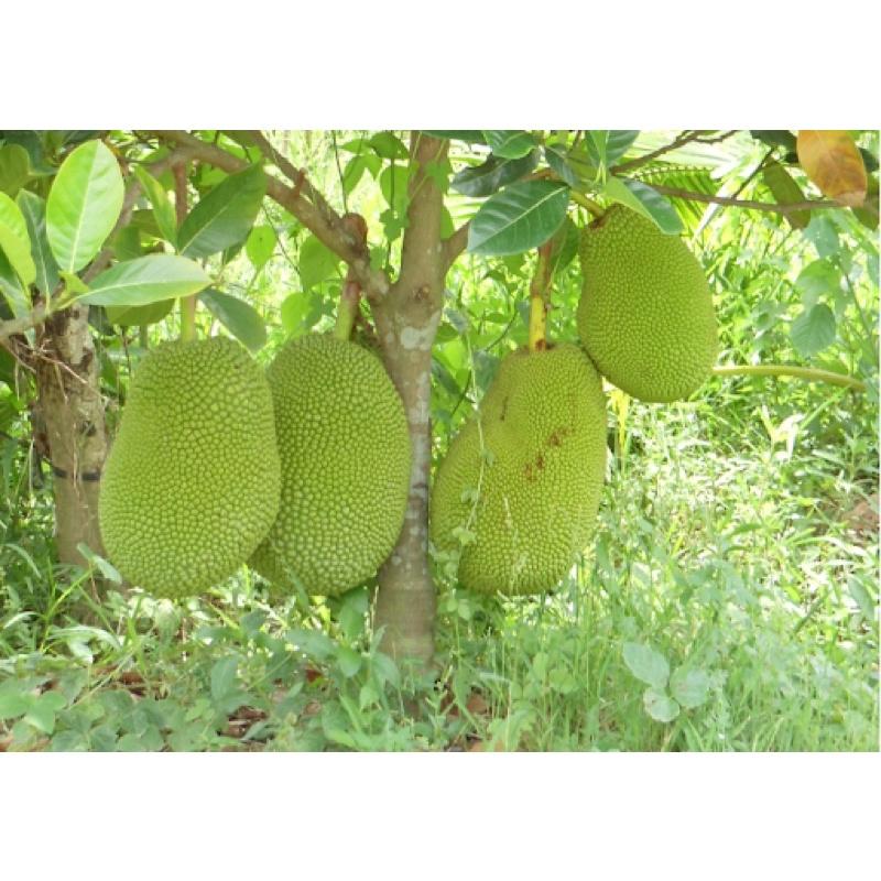 Cây giống mít Thái da xanh siêu sớm rất dễ trồng.
