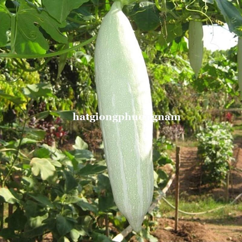15H - HẠT GIỐNG LẶC LÀY TRẮNG