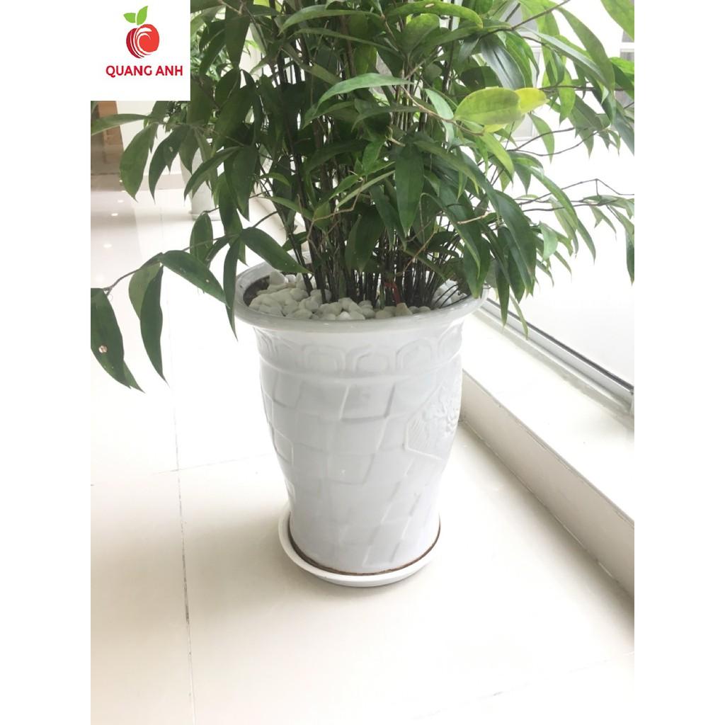 ĐĨA LÓT CHẬU CÂY CẢNH PHI 35