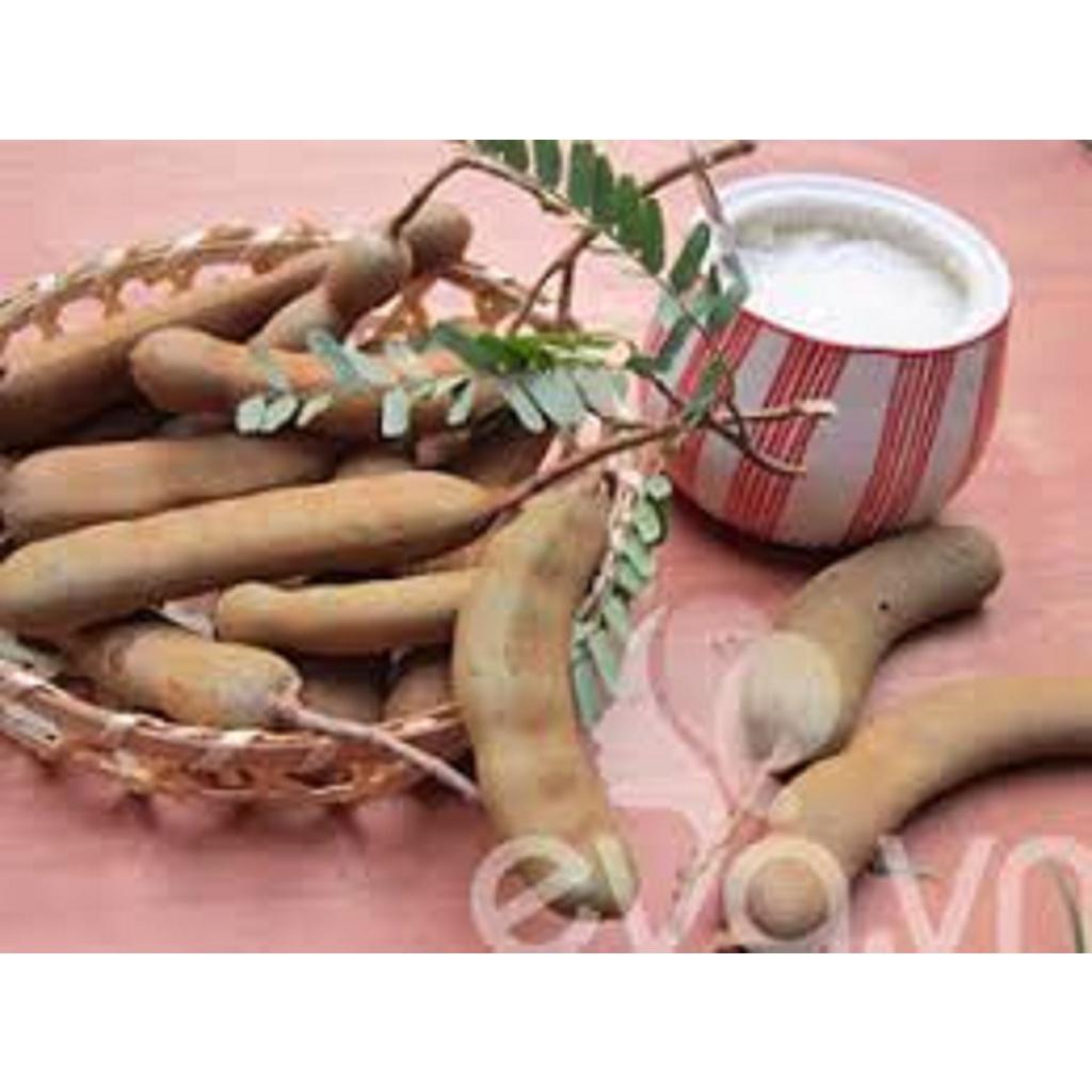 Cây giống Me CHUA CAO SẢN *