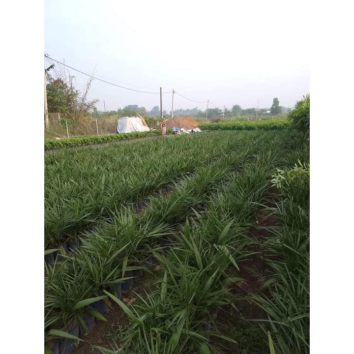 Cây giống Chà là Trung Đông - Quả Đỏ