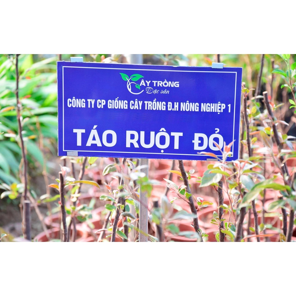 Cây Giống Táo đỏ lùn giống ghép cho quả sớm