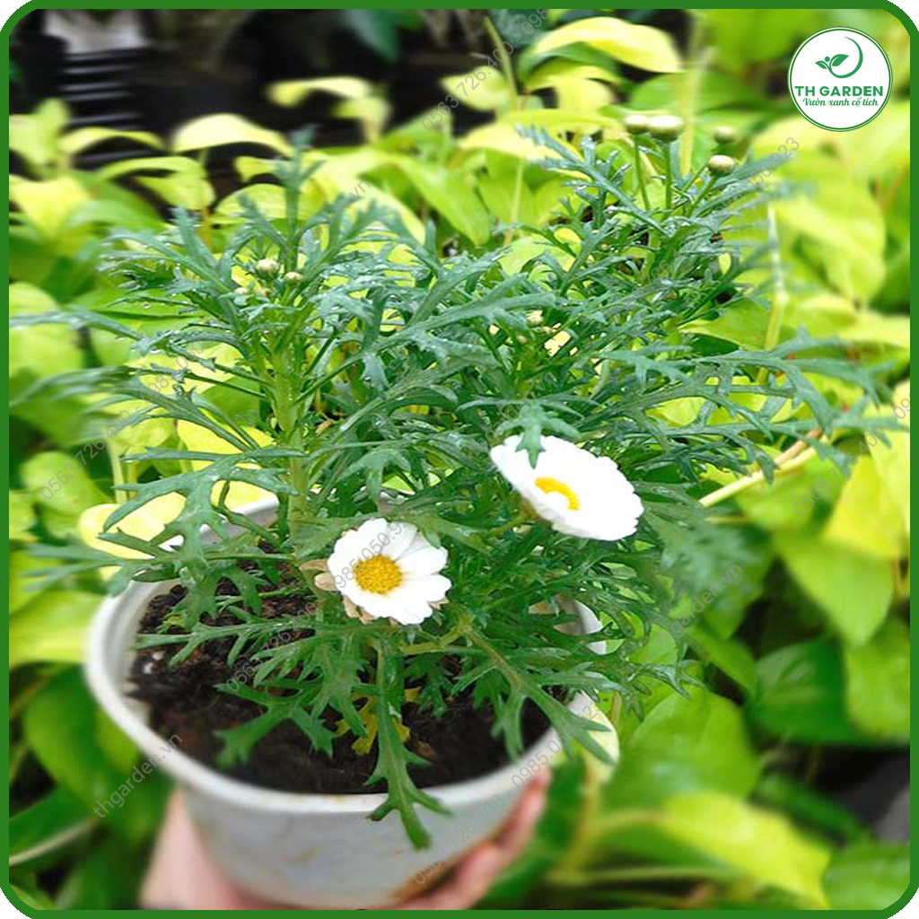 Hạt Giống Hoa Cúc Họa Mi TH Garden - Hạt Giống Dễ Trồng Dễ Chăm Sóc, Hoa Thơm, Bền Màu, Lâu Tàn, Cánh To Đẹp