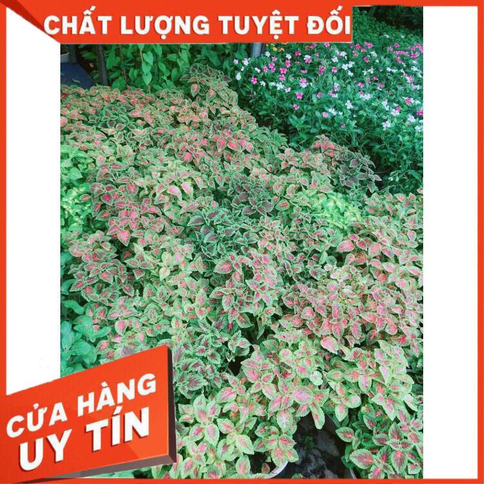 Chậu Lá Gấm Nhiều Người Mua