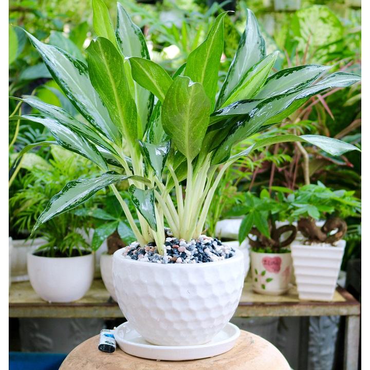 CHẬU CÂY GIỮ TIỀN