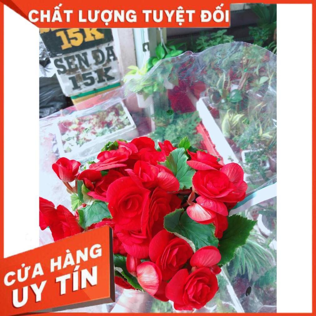 Hải đường kèm chậu sứ trắng Nhiều Người Mua