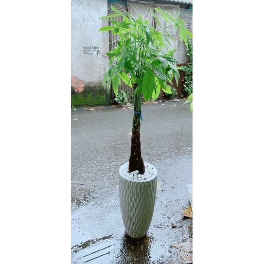 Chậu Cây Kim Ngân Thắt Bính Lớn