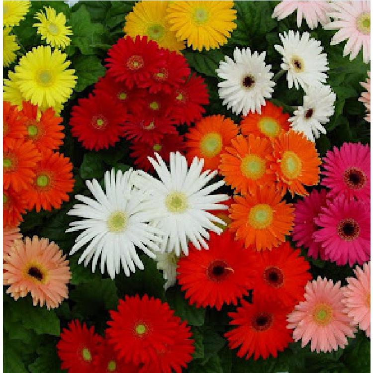 Hạt giống hoa đồng tiền mix màu-gói 15 hạt-tặng kèm gói phân bón lót