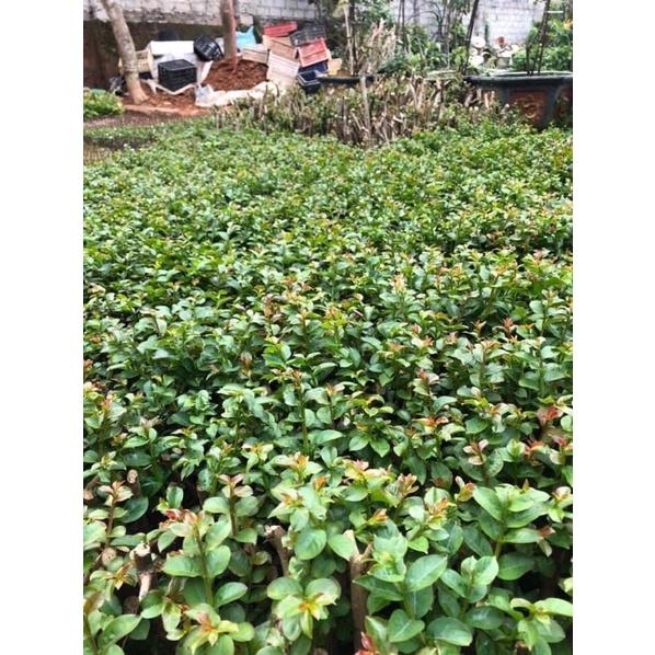 Cây giống hoa tường vi một loại hoa đẹp dễ trồng giao màu ngẫu nhiên.