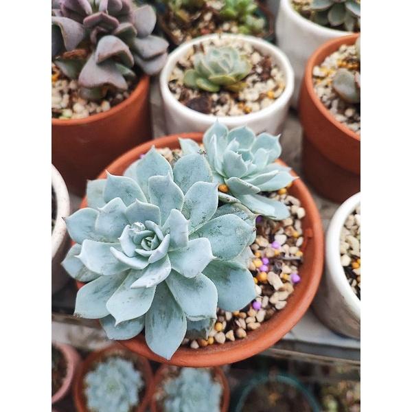 Chậu trồng sen đá như hình