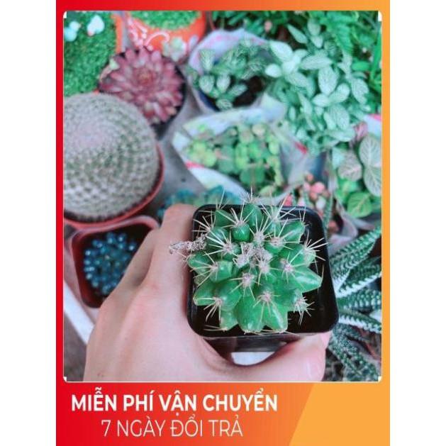 Xương Rồng Kim Hổ