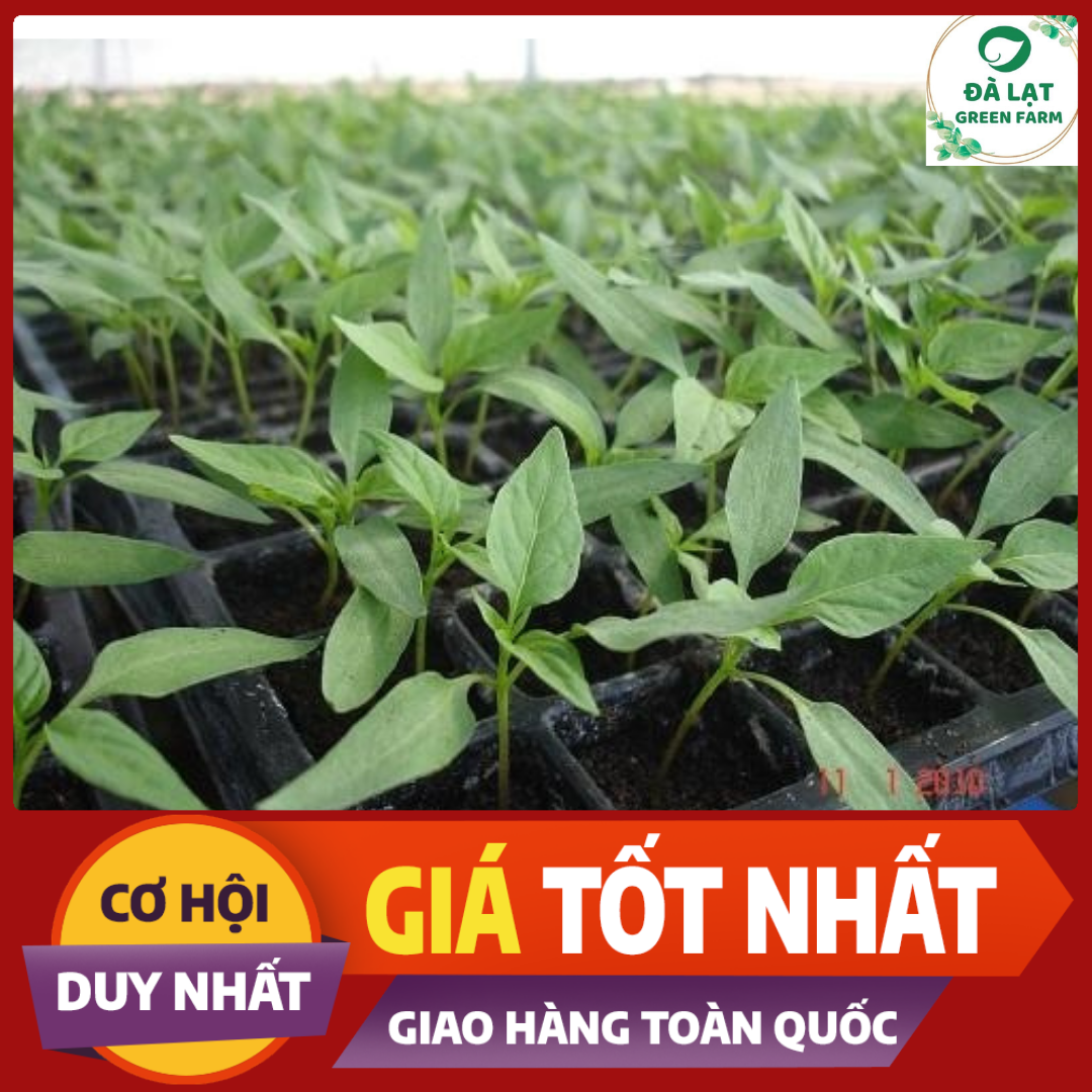 30H - HẠT GIỐNG ỚT HIỂM