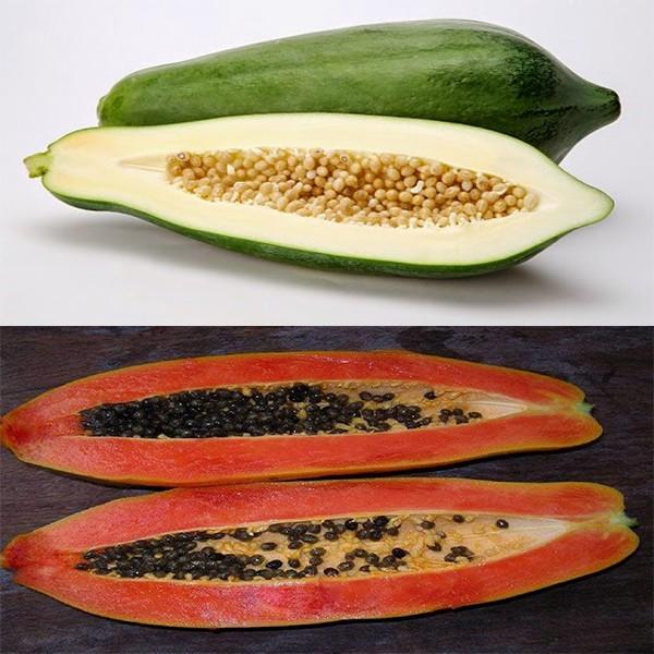 Hạt Giống Đu Đủ Lùn Cao Sản Phuket Thái Lan Siêu Ngọt 120 hạt/gói