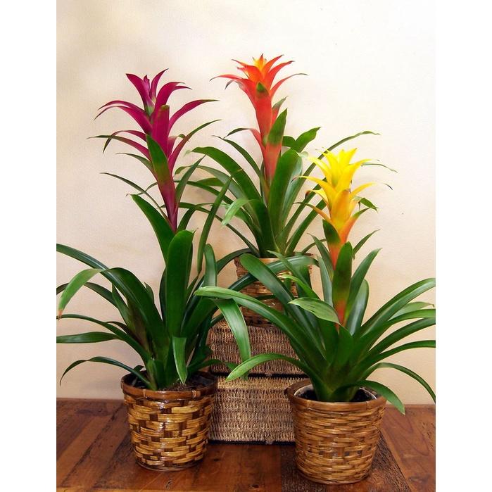 CÂY LAN ĐUỐC ĐỎ , CÂY NẾN ĐỎ size to