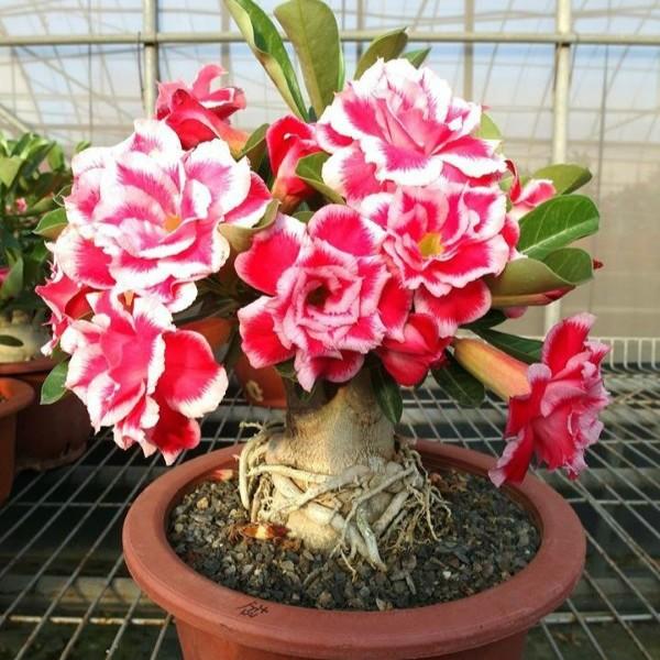 Bộ 2 gói Hạt giống hoa sứ Thái kép - Lên mầm 100%