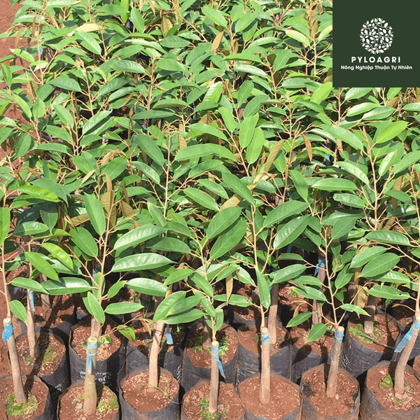 Cây Giống Sầu Riêng Ruột Đỏ