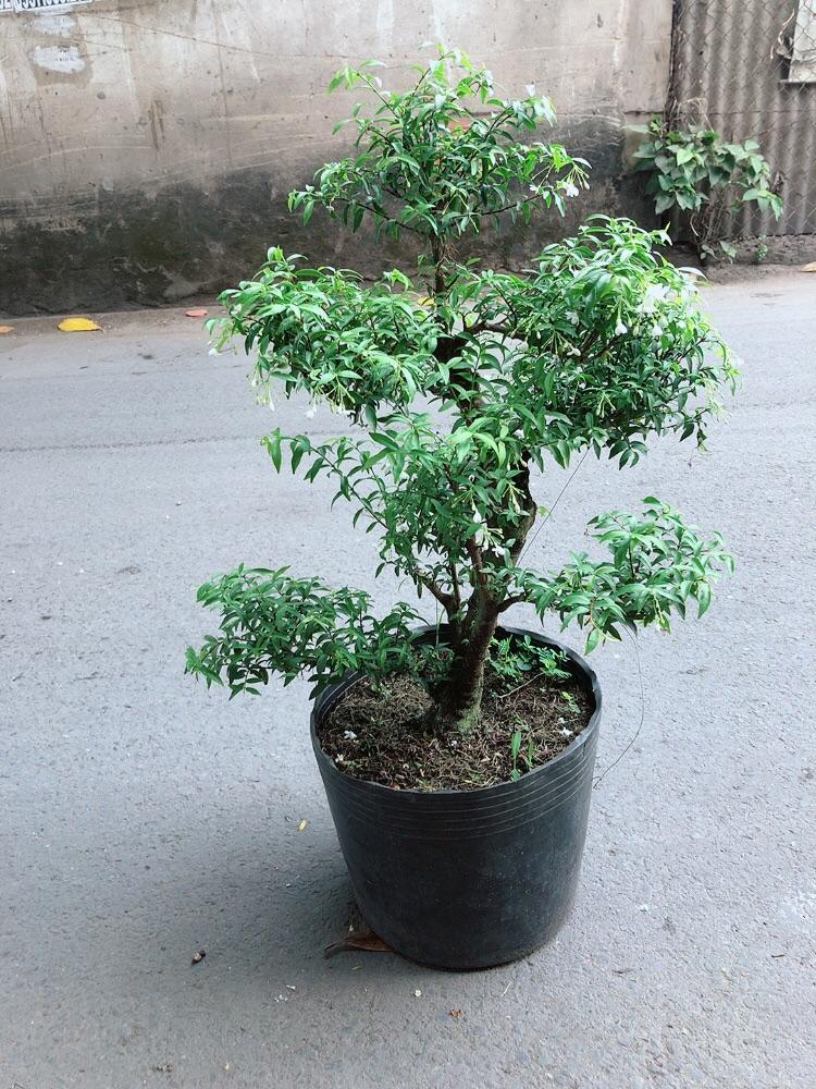 Mai Chiếu Thuỷ Size Đại