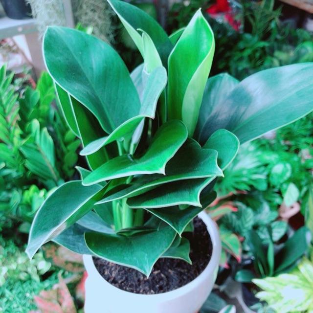 Chậu Cây Đế Vương Xanh