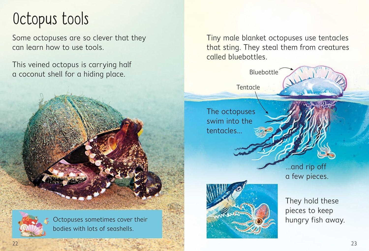 Sách ngoại văn: Beginners Octopuses