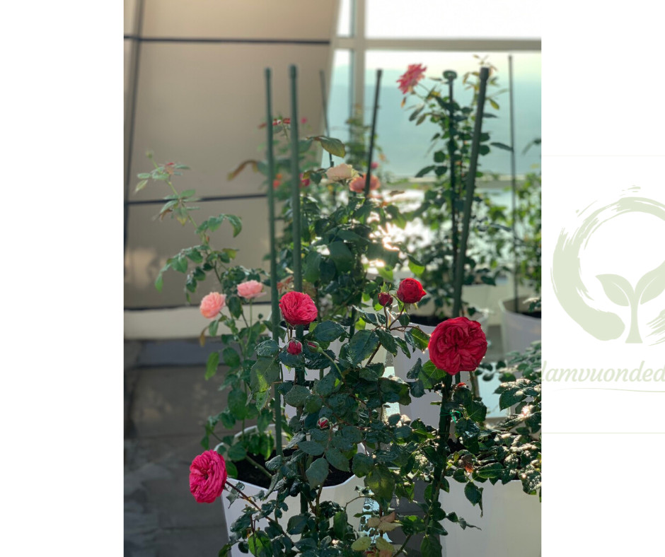 COMBO 2 KHUNG TRỒNG CÂY HÌNH TAM GIÁC làm từ  ống tre thép bọc nhựa IBO và thanh liên kết Sapoto - Dùng làm khung, giàn cho hoa hồng leo, cây hoa leo