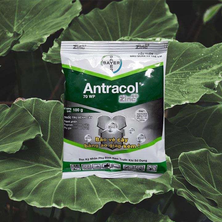 Phòng trừ vàng lá, thối rễ, thối gốc Antracol chuyên dùng cho phong lan, cây cảnh gói 100g