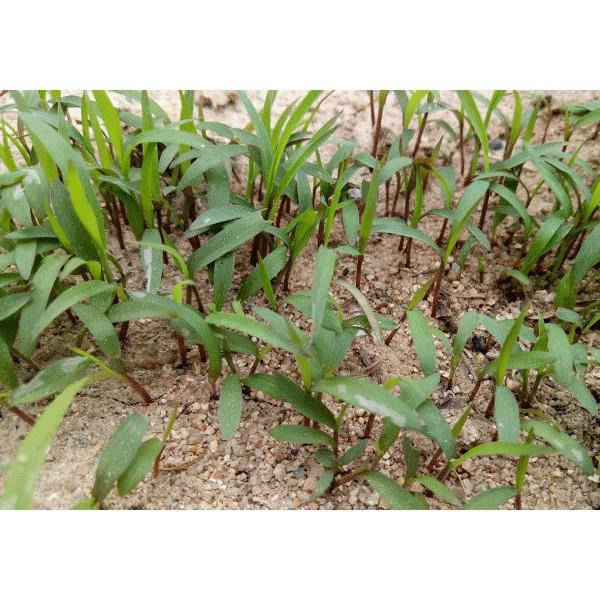 Hạt cỏ sả lá lớn 500g