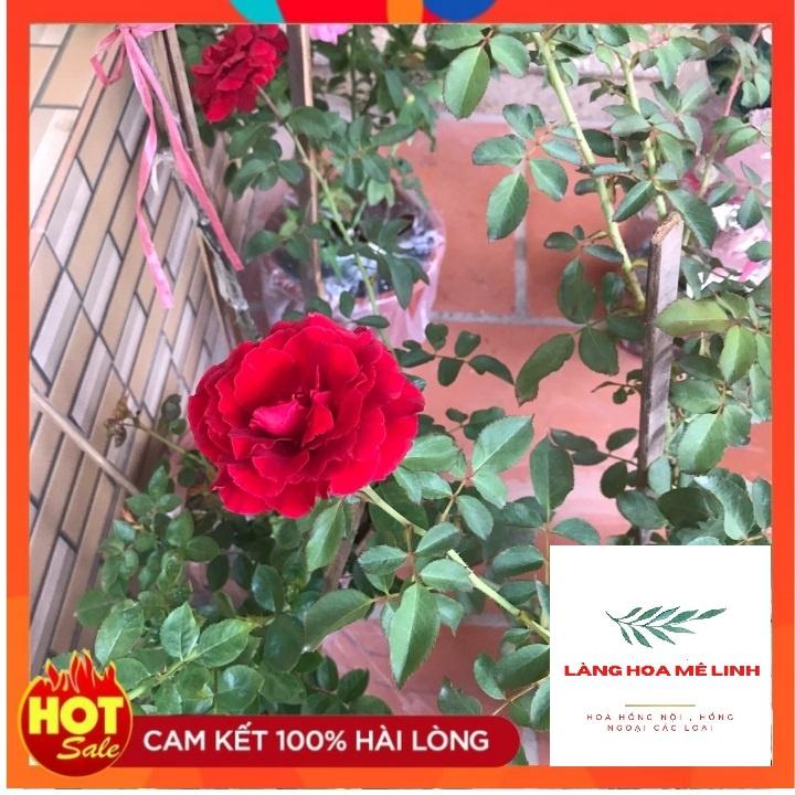 Hoa Hồng Cổ Hải Phòng - Màu đỏ rực, bông lớn và cực lâu tàn, là giống hồng leo ngoại