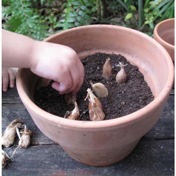 3 Củ giống hoa lan nam phi hoa màu vàng-củ tươi,có mầm sẵn,dể trồng