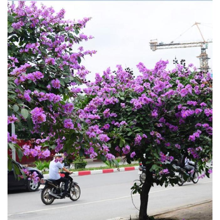 Hạt Giống Cây Hoa Bằng Lăng Tím KNS3512 - Gói 30 Hạt