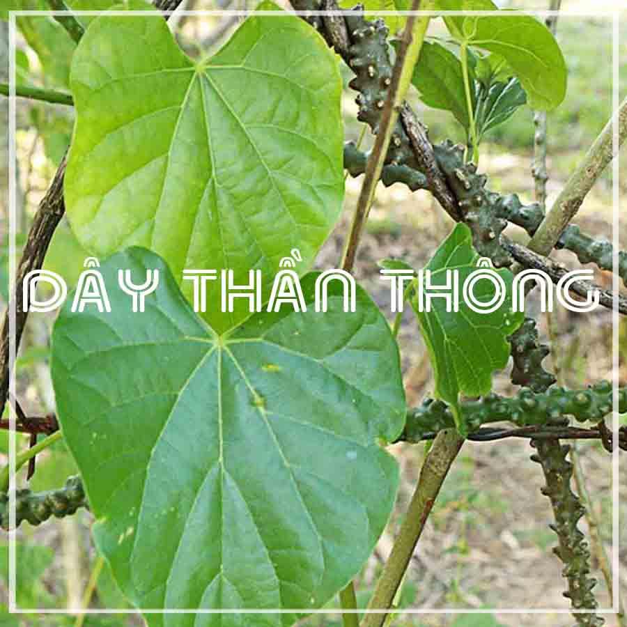 Cây Dây Thần Thông khô 500gram