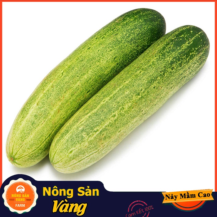 Hạt giống Dưa Leo - Nông Sản Vàng