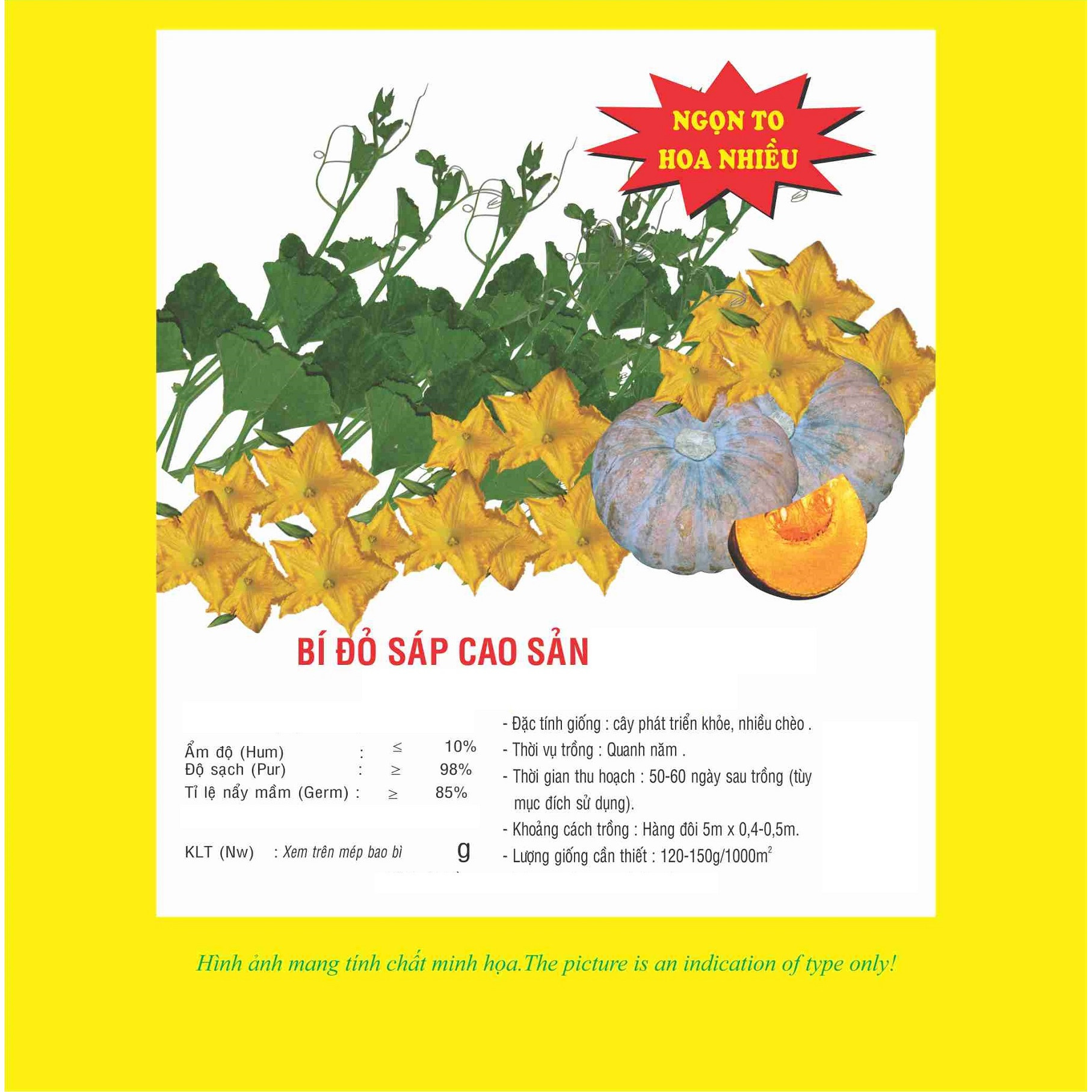 Hạt giống bí đỏ sáp cao sản VTP11