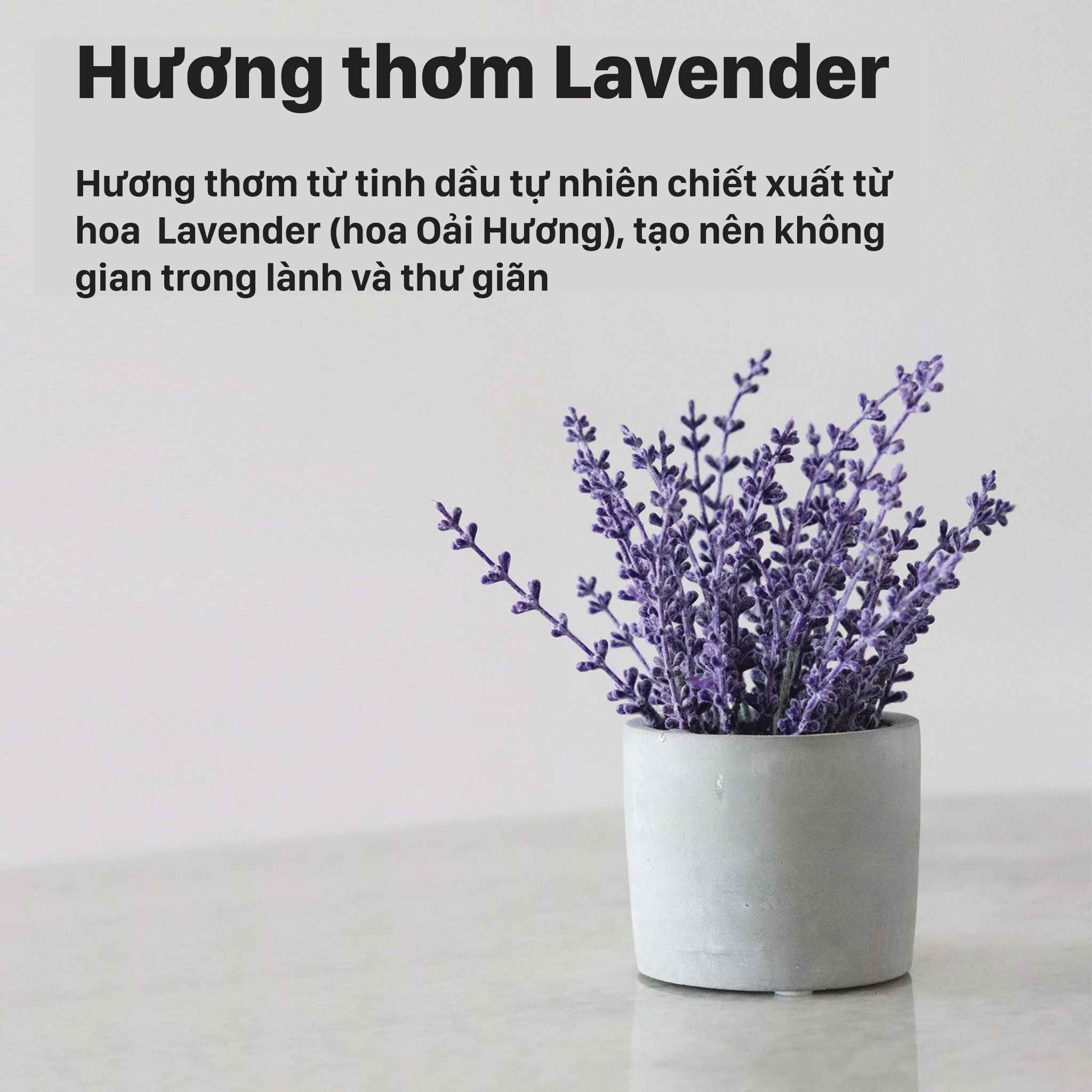 Chai xịt khử mùi Sinh học - Hương Lavender - 177ml - Probiotics Air Refresh - Lavender - 6 FL. OZ.