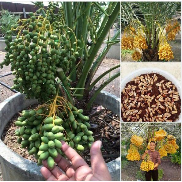 Hạt giống cây chà là Israel - 10 hạt/gói