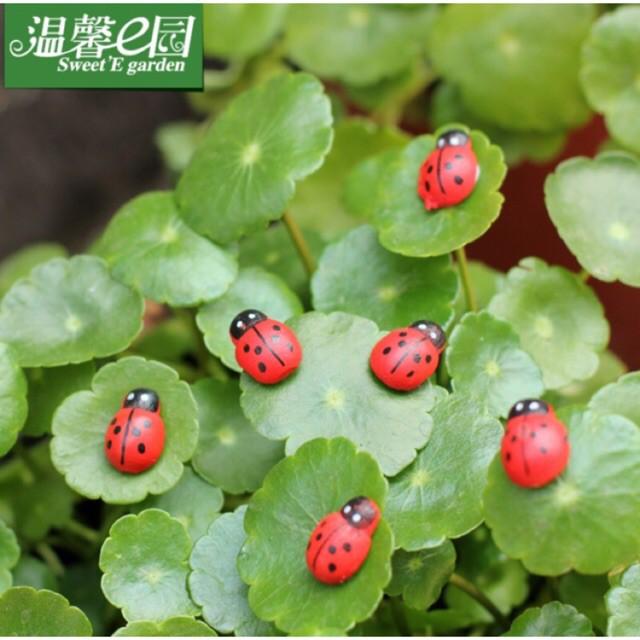 Bọ Cánh Cứng Đủ Màu Phụ Kiện Trang Trí Tiểu Cảnh Sen Đá