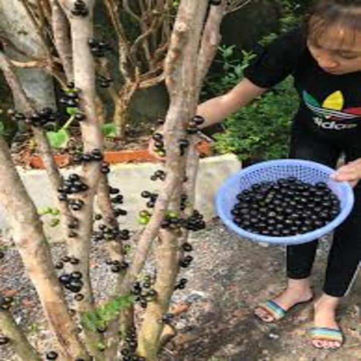 HÀNG CHẤT LƯƠNG Cây Nho Thân Gỗ Tứ Quý - Cây Ăn Quả - H2O Farm