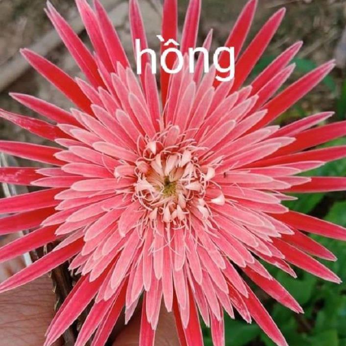 COMBO 5 CÂY GIỐNG HOA ĐỒNG TIỀN CỔ CÁNH KÉP ĐỦ MÀU
