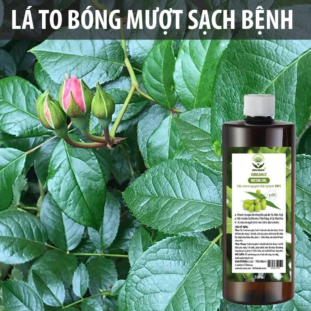 Dầu neem oil nguyên chất DOCNEEM hữu cơ phòng trị sâu bệnh hoa hồng, phong lan, cây cảnh, ép lạnh 500ml