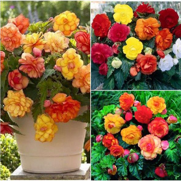 COMBO 8 loại hoa dễ trồng ra hoa đẹp