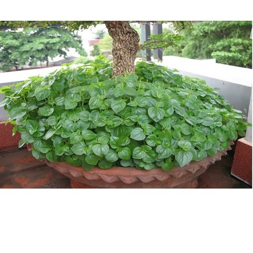 Cây rau càng cua giống xanh tươi giống - 1 bậu gồm 5 cây - rau tiêu hay đơn kim, đơn buốt, cúc áo, quỷ châm thảo