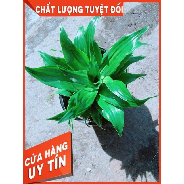 Cây Phát Tài