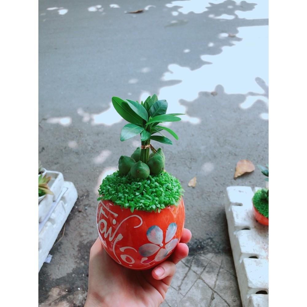 Chậu Cây May Mắn Tài Lộc