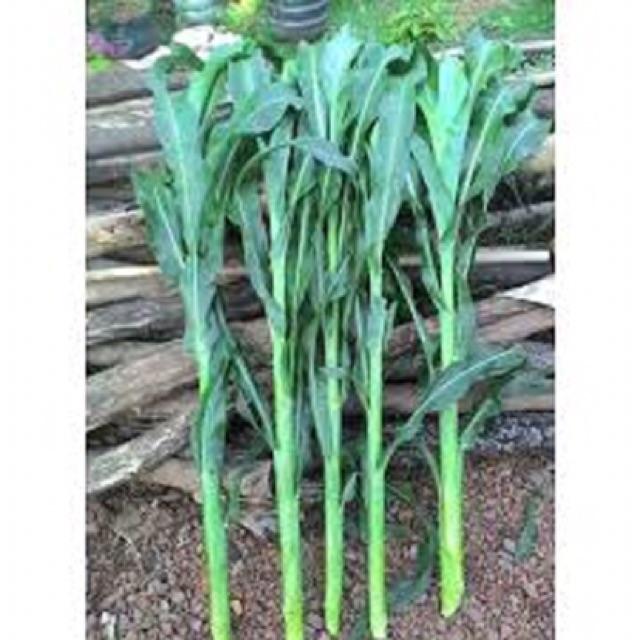 200g hạt giống cỏ cao lương SUDAN SUPER BMR
