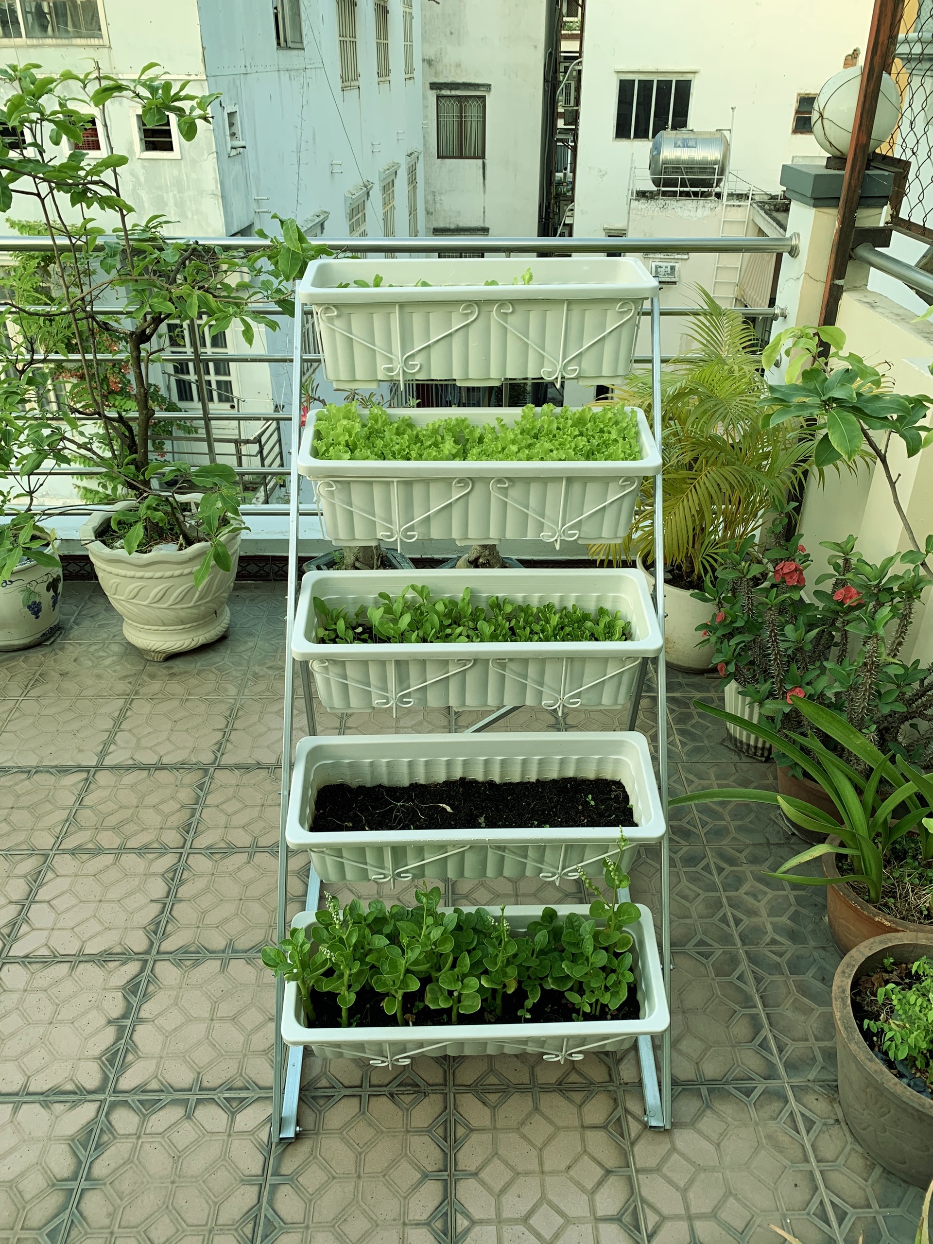 Giàn trồng rau 5 tầng nhà phố