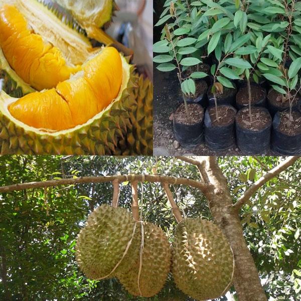 Cây giống Sầu Riêng Musang King cây ghép [ Siêu sớm, rẻ hơn hoàn tiền ].