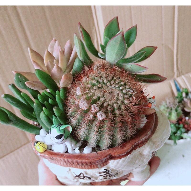 Chậu Sen Đá Xương Rồng Tiểu Cảnh
