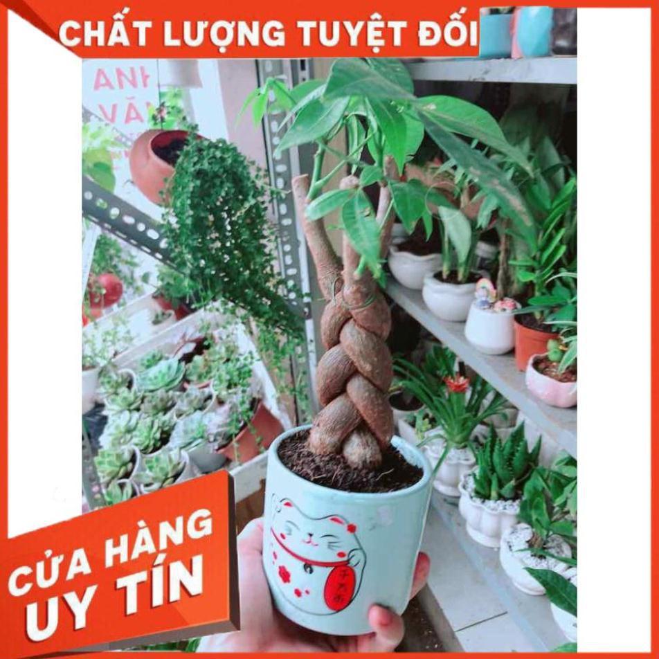 Chậu Kim Ngân Thắt Bím 3 Thân Nhiều Người Mua