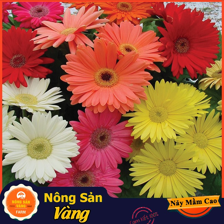 Hạt giống Hoa Đồng Tiền Nhiều Màu - Nông Sản Vàng