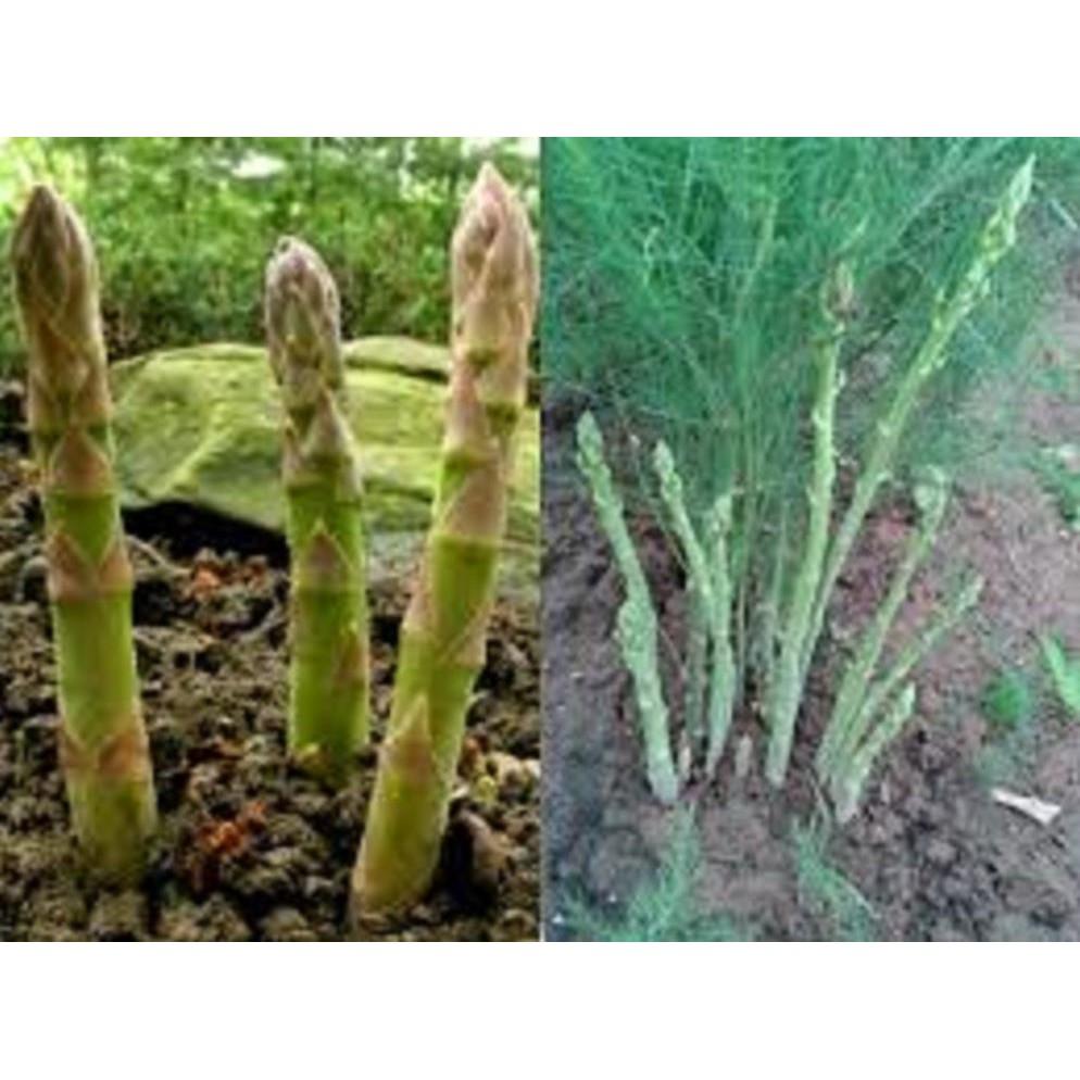 CÂY giống MĂNG TÂY- cây dễ sống - KINH TẾ và tác dụng tuyệt vời đối với sức khỏe